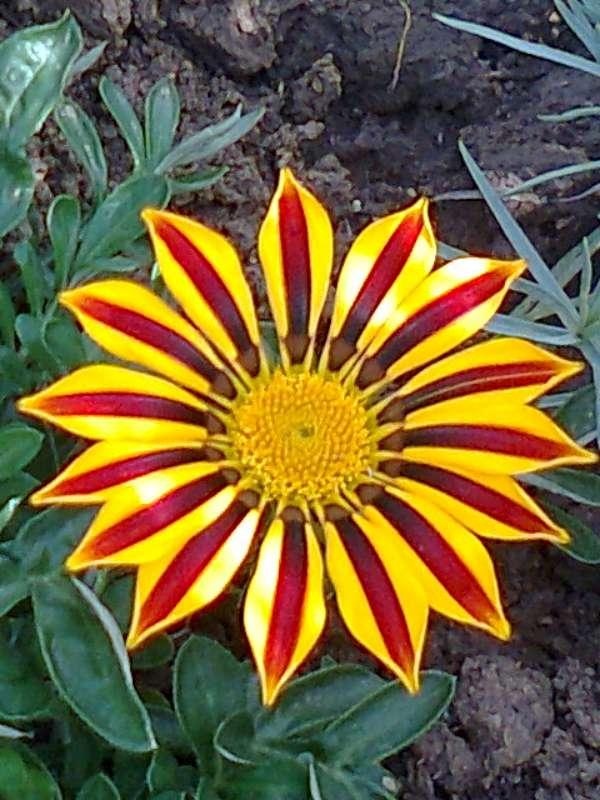 gazania..., Okrasné záhradky gazania..., Okrasné záhradky, gabena, 1