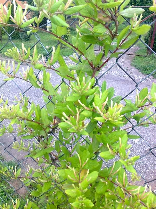 Lonicera..., Okrasné záhradky, gabena, 1