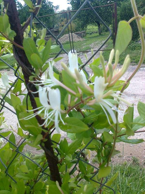 Lonicera..., Okrasné záhradky Lonicera..., Okrasné záhradky, gabena, 1