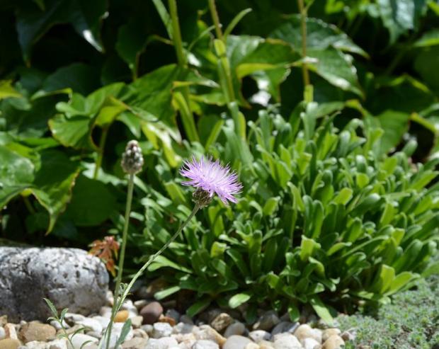 miniatúrna centaurea od Ivetky, Okrasné záhradky, , 1