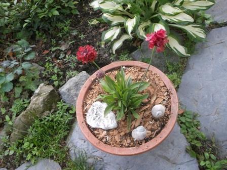 Armeria Ballerina Red ..., Okrasné záhradky, osika, 1