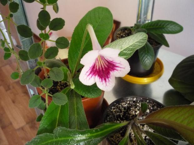 STREPTOCARPUS FERNWOOD's MORNING SUNSHINE, Izbové kvety, Iconka, 1