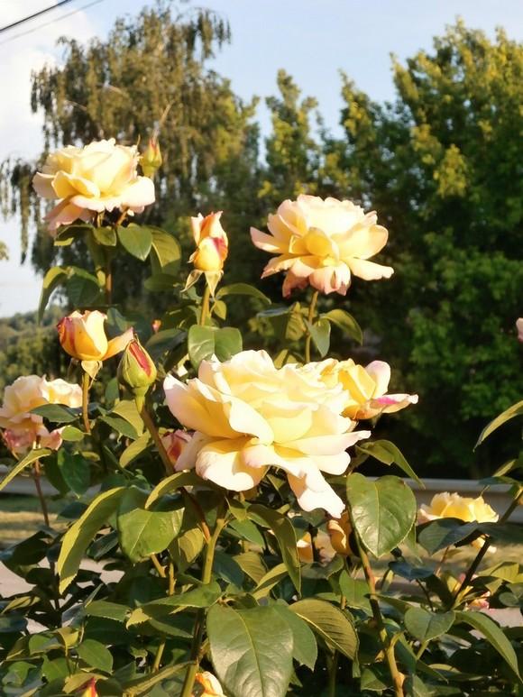 "GLORIA DEI ", Okrasné záhradky, katike, 1