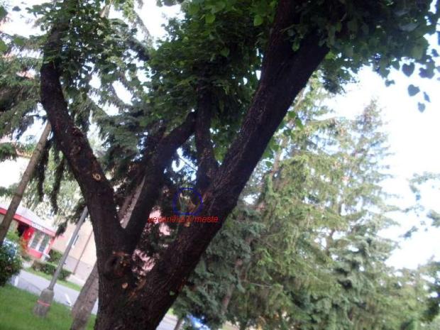 veverička v meste, A všeličo ostatné veverička v meste, A všeličo ostatné, jamajka, 1