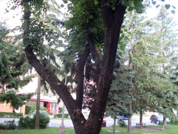 veverička v meste 2, A všeličo ostatné veverička v meste 2, A všeličo ostatné, jamajka, 1