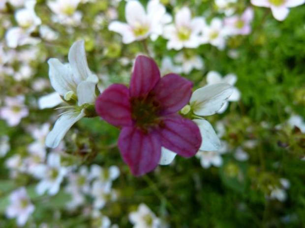 Saxifraga, Okrasné záhradky, julita, 1