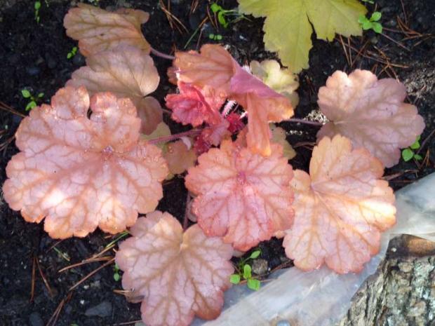 Heuchera Georgia peach ?, Okrasné záhradky, julita, 1