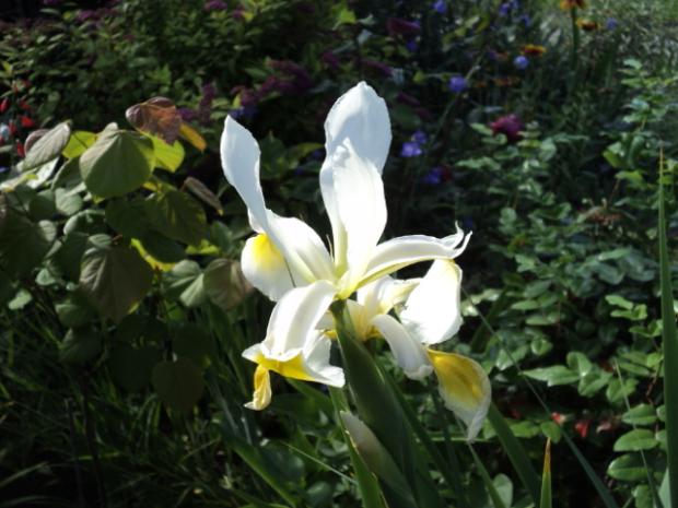 iris, Okrasné záhradky, ludmila42, 1