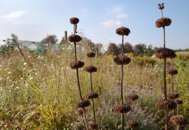 Phlomis russeliana, Kvetinové portréty, Klaudia K, 1