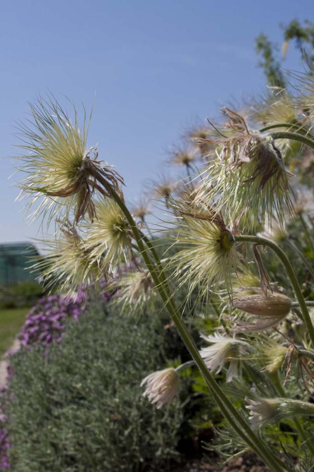 Pulsatilla ´Papageno´, Kvetinové portréty, Klaudia K, 1