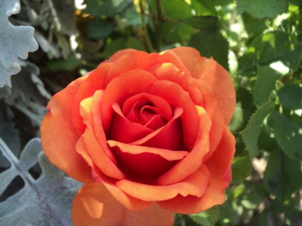 oranžová, Okrasné záhradky oranžová, Okrasné záhradky, ludmila42, 1