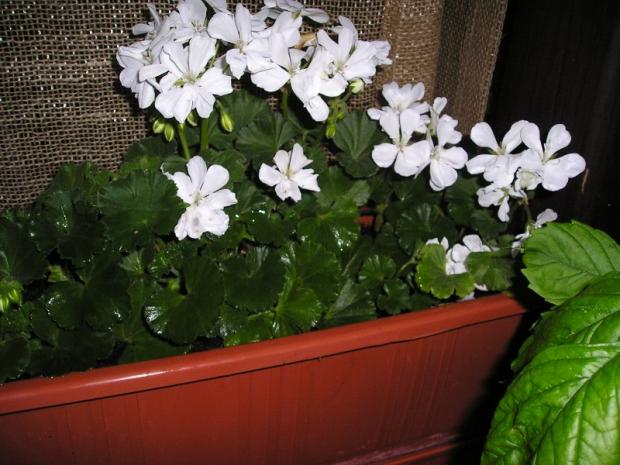 biely muskat, Okrasné záhradky, Mirkag, 1