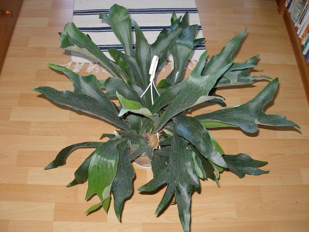 Platycerium pre kamarátku Zuzku, Izbové kvety Platycerium pre kamarátku Zuzku, Izbové kvety, mato.zahradnik, 1