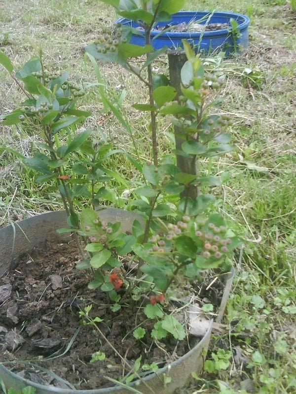 mlada aronia, Okrasné záhradky, milenahe1, 1
