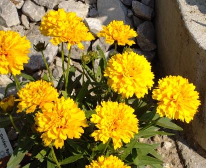    Coreopsis  od Klaudia K, Okrasné záhradky, dudula, 1