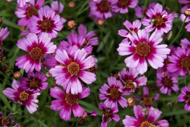 Coreopsis 'Garnet', Okrasné záhradky, Klaudia K, 1