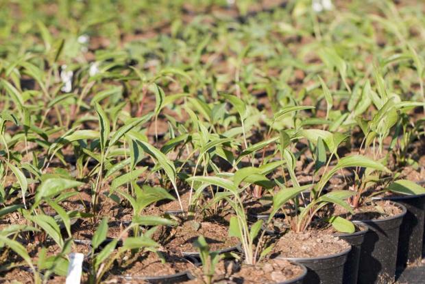 Echinacea rastie, Okrasné záhradky, Klaudia K, 1