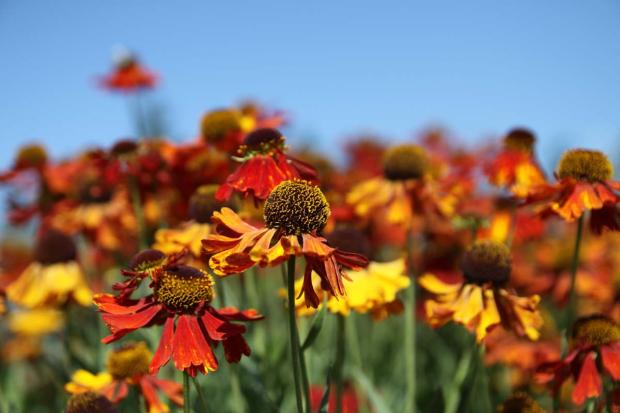 Helenium x hybridum ´Moehrein Beauty´, Okrasné záhradky, Klaudia K, 1