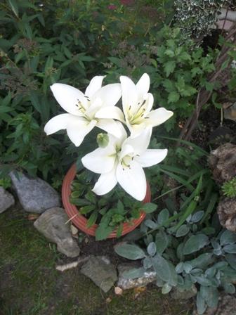 čistá ako "ľalia"..., Okrasné záhradky čistá ako "ľalia"..., Okrasné záhradky, osika, 1