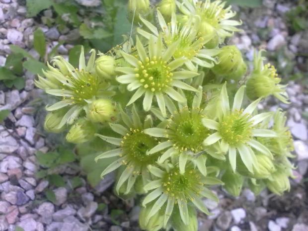 Kvitnuce sempervivum, Skalky, anicka1008, 1