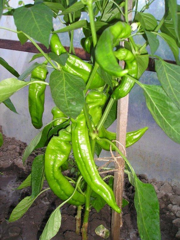 paprika Ramiro, Zeleninová záhrada paprika Ramiro, Zeleninová záhrada, Mirkag, 1