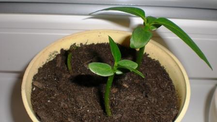 plumeria, Izbové kvety, beusam, 1