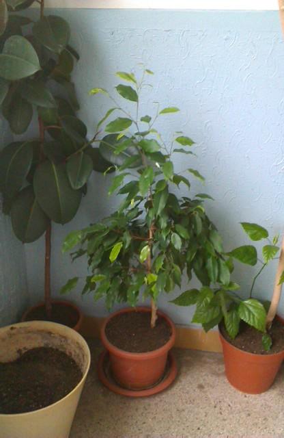 ficus benjamina, Izbové kvety, michal50741, 1
