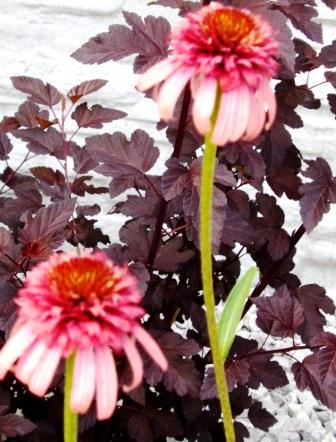 Prvá zakvitla echinacea irresistible, Náš dvor Prvá zakvitla echinacea irresistible, Náš dvor, dudula, 1