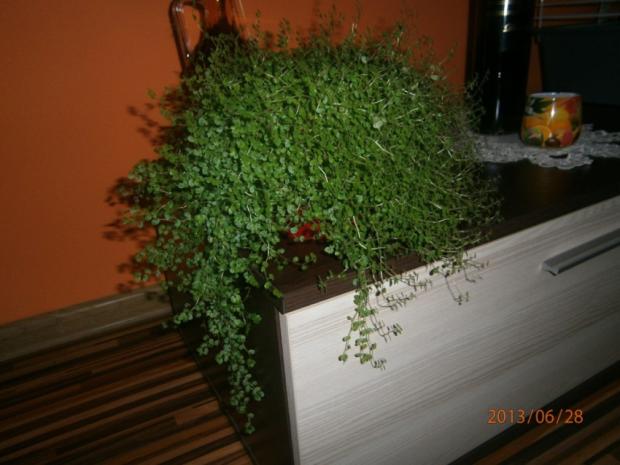 šťastíčko... :), Izbové kvety šťastíčko... :), Izbové kvety, Kristina71, 1