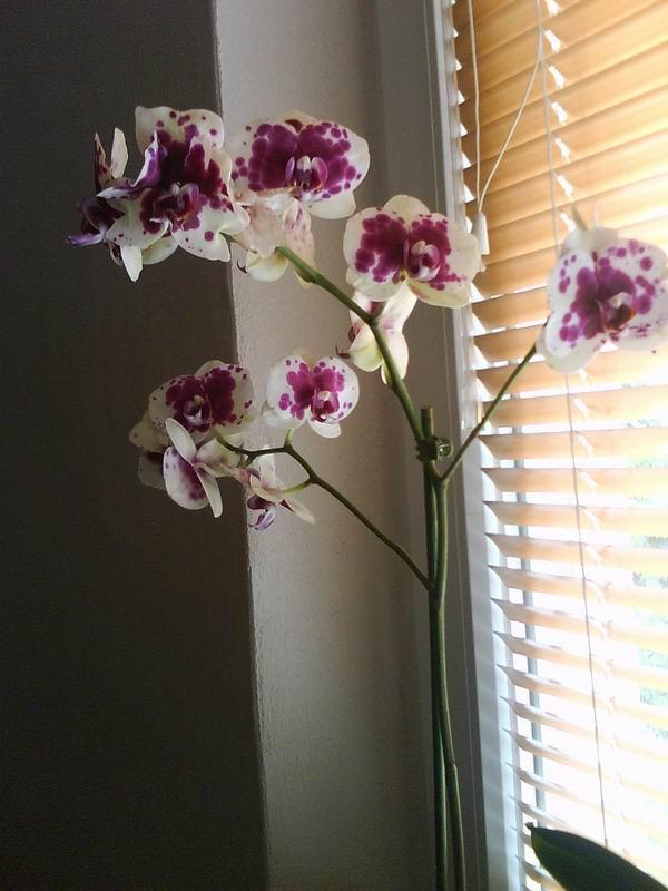 orchidea, Izbové kvety orchidea, Izbové kvety, milenahe1, 1