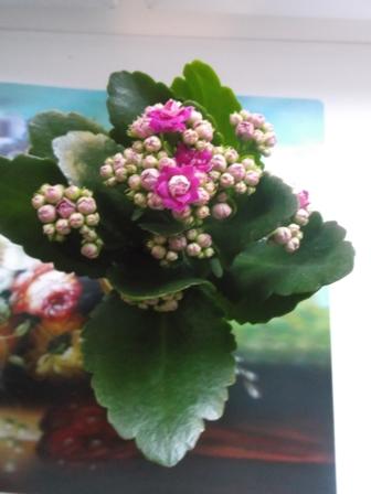 Kalanchoe , Izbové kvety, osika, 1