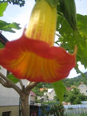 datura, Náš dvor datura, Náš dvor, evuš 50, 1