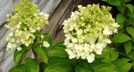 hortenzia paniculata moonlight, Náš dvor hortenzia paniculata moonlight, Náš dvor, dudula, 1