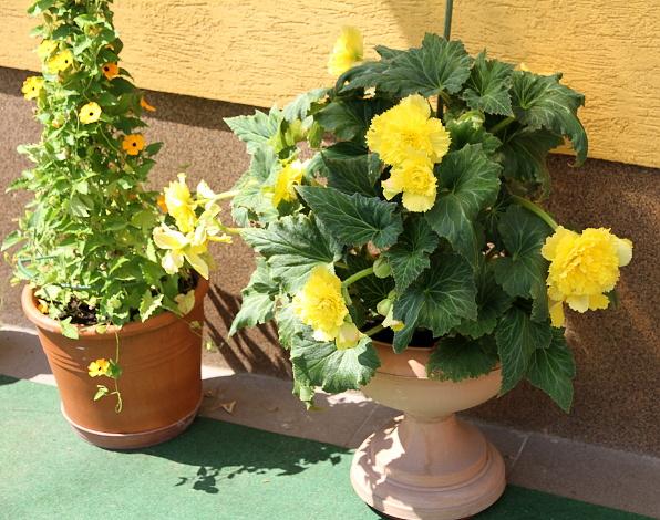 Begonia, Náš dvor, Zuzanka2, 1