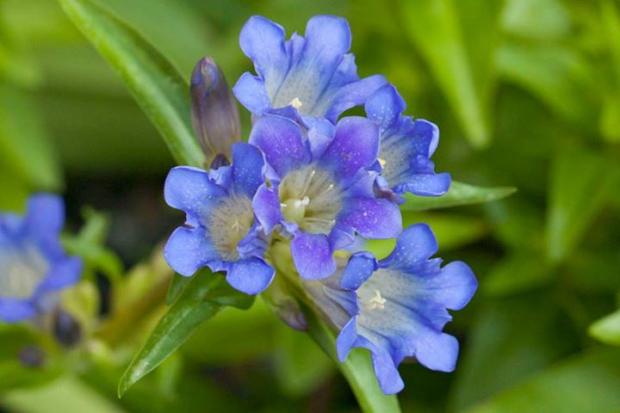 Gentiana dahurica, Skalky, Klaudia K, 1