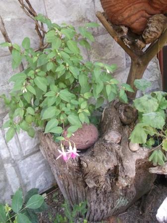 Fuksia začína rozkvitať..., Náš dvor, osika, 1
