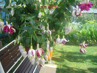 fuksia, Náš dvor fuksia, Náš dvor, evuš 50, 1