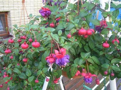 fuksia, Náš dvor fuksia, Náš dvor, evuš 50, 1