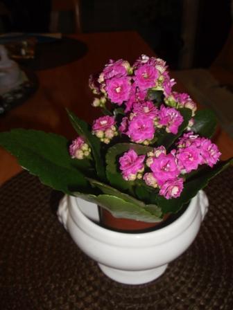 Kalanchoe, Izbové kvety, osika, 1