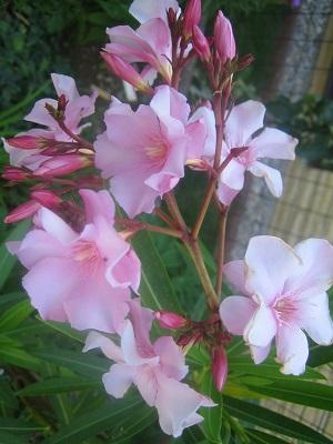 oleander ružovy, Náš dvor oleander ružovy, Náš dvor, evuš 50, 1