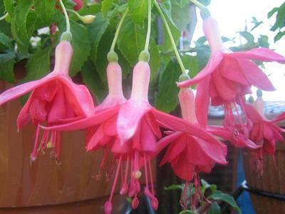 fuksia, Náš dvor, evuš 50, 1