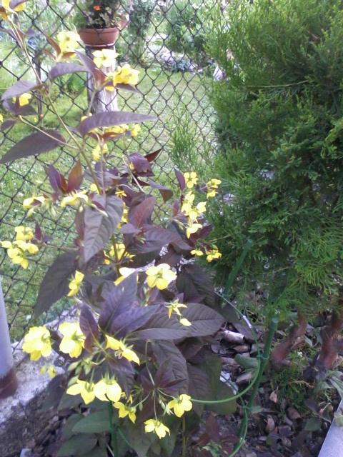Lysimachia - čerkač, MariškaM, 1