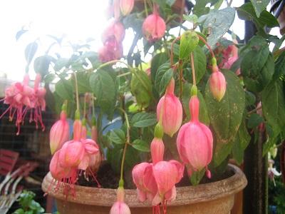 fuksia, Náš dvor fuksia, Náš dvor, evuš 50, 1