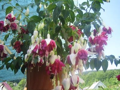 fuksia, Náš dvor, evuš 50, 1