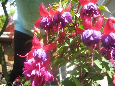 fuksia, Náš dvor fuksia, Náš dvor, evuš 50, 1