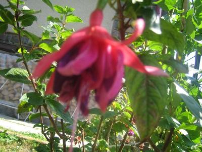 fuksia, Náš dvor, evuš 50, 1