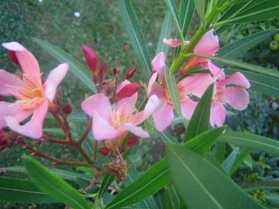 oleander, Náš dvor, evuš 50, 1