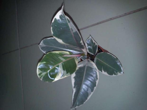 Ficus elastica "Variegata", Izbové kvety Ficus elastica "Variegata", Izbové kvety, Ivusa156, 1