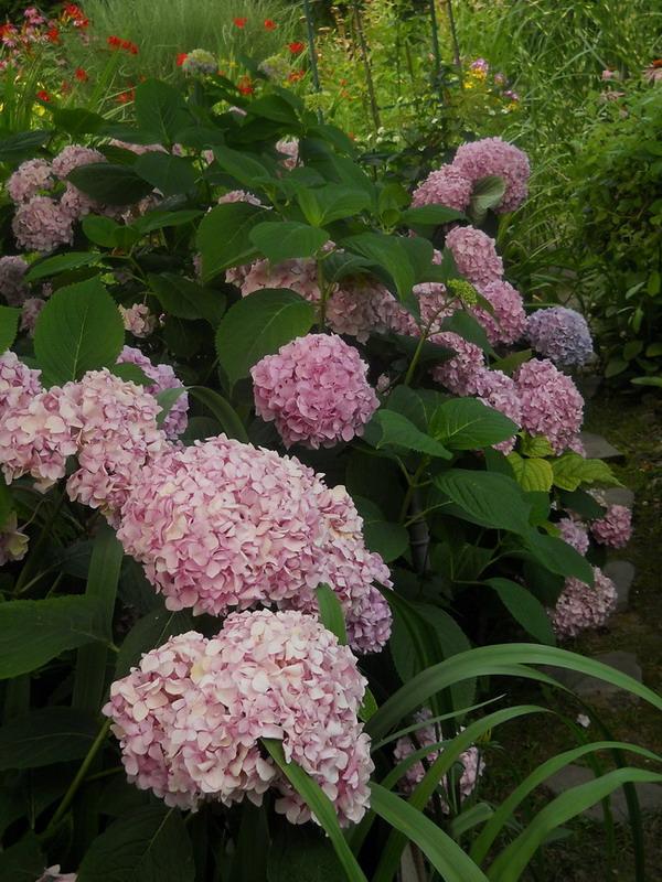 Dcérske macrophylky, Okrasné záhradky Dcérske macrophylky, Okrasné záhradky, anezka.kapustova, 1