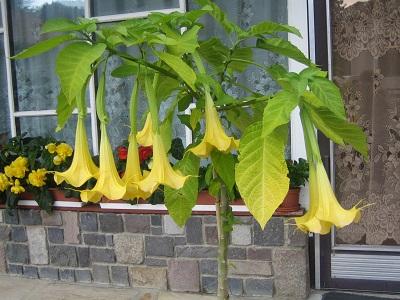 datura, Náš dvor datura, Náš dvor, evuš 50, 1